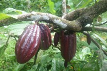 Oreba cacao tour 