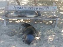 Galapagos - Isabela 